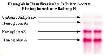 wpe1F.jpg (8701 bytes)