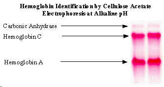 wpe20.jpg (8002 bytes)